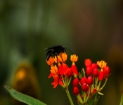 2023 09 17 LongFellowGardens 012
